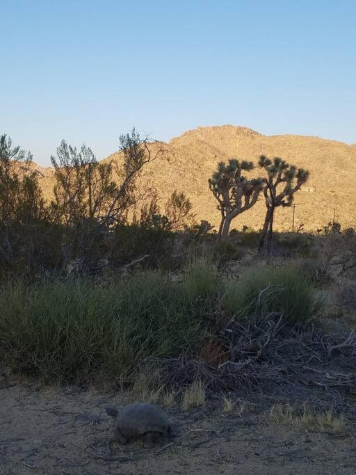 Steph'S Panorama Paradise-Nat'L Park Minutes Away Joshua Tree Kültér fotó